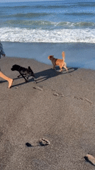Late night beach walk with dogs captured in Mengwi