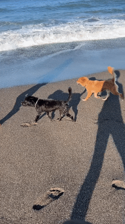 Late night beach walk with dogs captured in Mengwi