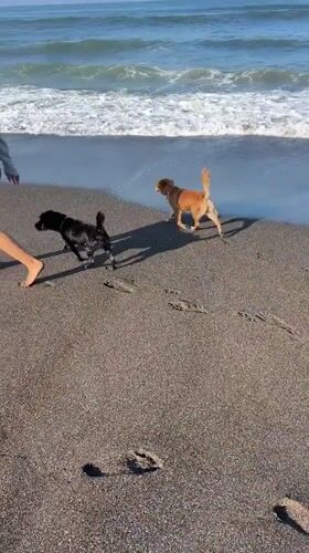 Late night beach walk with dogs captured in Mengwi