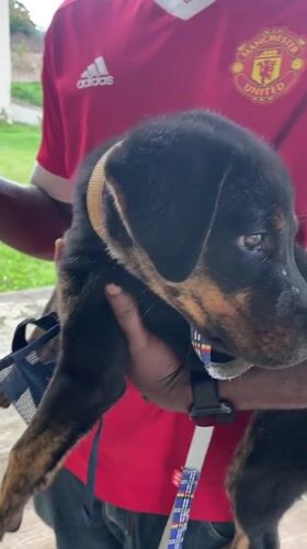 Rottweiler puppy gets plenty of attention in Jos, Nigeria