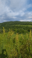 Rural landscape documented in Liaskovo, Bulgaria under cloudy skies