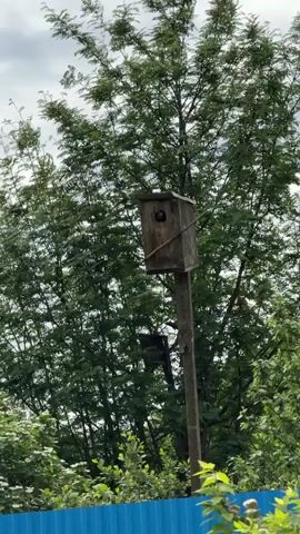 The scene depicts a birdhouse mounted atop a weathered pole in a verdant, natural environment. The birdhouse is a simple, wooden structure with a circular opening, seemingly occupied by a dark object or creature, potentially a bird. The pole supporting the birdhouse appears aged and possibly concrete-based, nestled amid lush foliage and trees. A blue fence is visible in the foreground, adding a touch of artificial color to the otherwise natural setting. The sky appears overcast, suggesting an overcast day. The overall impression is one of a tranquil, natural environment with a human-made element for supporting wildlife.