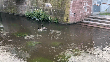 Canada geese spotted swimming in German canal