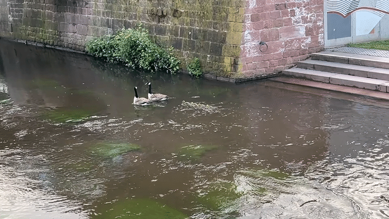 Canada geese spotted swimming in German canal