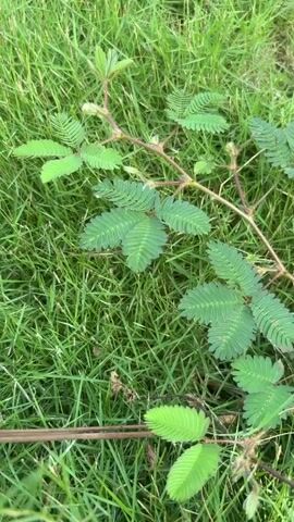 A hand is touching a Mimosa pudica plant. The plant has green, fern-like leaves which fold inward when touched. The plant is growing in green grass.