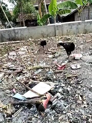 Two black chickens are foraging in a cluttered, debris-strewn area. One chicken, larger and in the foreground, is facing right, its head down. The other chicken, smaller and further back, is facing left, also with its head down. The ground is covered with a mix of organic material, sticks, and what appears to be trash, including white and red pieces of plastic or paper. Behind the chickens, a low concrete wall separates the area from a yard with a traditional-looking house featuring a tiled roof and bamboo siding. Banana trees are visible behind the house. The overall environment suggests a rural or semi-rural setting with a significant amount of accumulated waste. The timestamp in the video indicates the actions are occurring at the 0:00-0:04 mark.