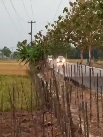 The video shows a rural road with a fence in the foreground. The fence is made of thin wooden stakes and is partially obscured by vegetation. On the other side of the fence, there is a field of rice paddies. A road runs parallel to the field, and on the road, there are two vehicles. The first vehicle, a white van, is heading away from the camera. The second vehicle, a silver car, is heading towards the camera. The car's headlights are on, and it appears to be moving at a moderate speed. The sky is overcast, and the lighting suggests it is either early morning or late evening. There are power lines and a utility pole visible in the background. The overall scene depicts a quiet, rural landscape with ongoing traffic.