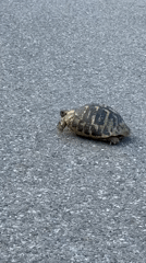 Tortoise crosses road in Sutomore, Montenegro