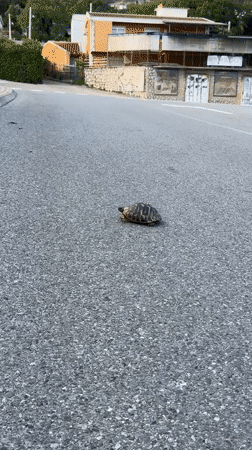 Tortoise crosses road in Sutomore, Montenegro
