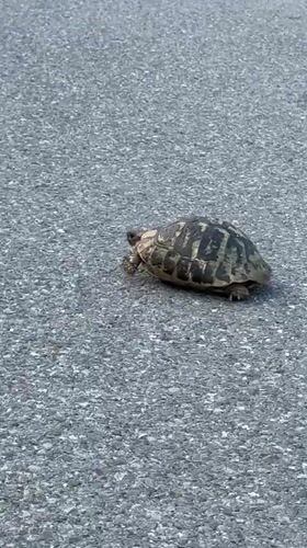 Tortoise crosses road in Sutomore, Montenegro