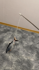 Cat playtime with mechanical fish toy documented in Perm