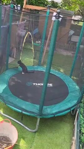 The video shows a black and white cat on a green trampoline with a safety net enclosure in a grassy backyard. The cat is exploring the trampoline, carefully walking on the surface and then tentatively reaching up to touch the surrounding safety net. A red bucket is visible near the bottom left corner of the frame. The backdrop includes various items such as a shed, play equipment, and greenery. The scene is filmed from a stationary position with ambient lighting.