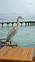 Grey heron visits restaurant tables in Maldives beachside dining area