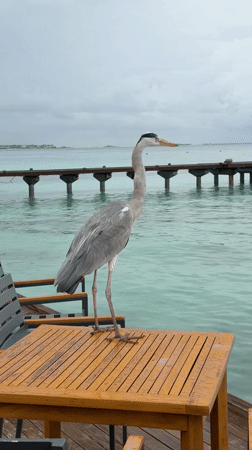 Grey heron visits restaurant tables in Maldives beachside dining area
