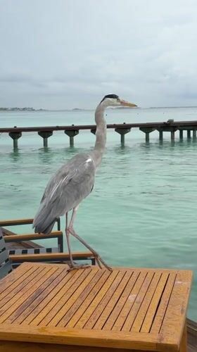 Grey heron visits restaurant tables in Maldives beachside dining area