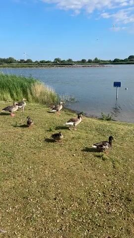 A flock of geese and ducks are gathered on a grassy area next to a calm body of water. The sky is blue with white clouds. There is a wind turbine in the distance and tall reeds along the water's edge. A blue signpost stands in the water. One goose is taking flight.