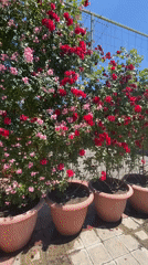 A quiet Yerevan morning: roses, coffee, and a shower