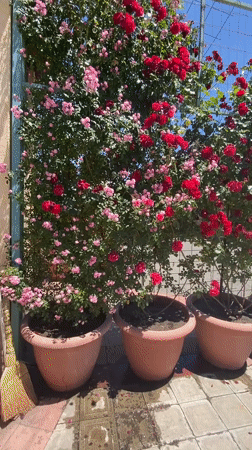 A quiet Yerevan morning: roses, coffee, and a shower