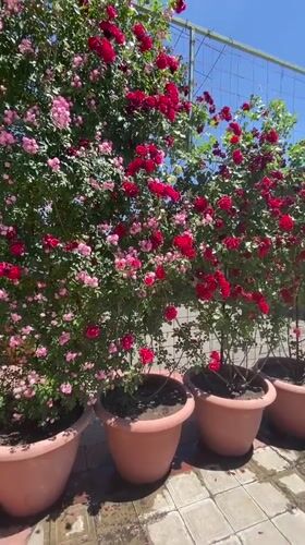 A quiet Yerevan morning: roses, coffee, and a shower
