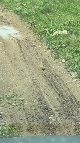A small bird is featured walking on a dirt track in Meore Kesalo, Georgia. The bird, likely a killdeer due to its distinctive markings, has a light brown back, a white belly, and prominent black and white bands on its head and chest. It possesses long, thin legs and a small, pointed beak.

The setting is an outdoor, rural area, characterized by a dirt road or track with visible tire impressions. Several small puddles of water are scattered across the track, particularly in the upper left of the frame. Lush green grass borders both sides of the dirt path.

The bird is seen initially standing still, facing slightly away from the camera. It then turns its head to the left, briefly revealing its facial patterns before turning its back to the viewer again. Subsequently, it begins to walk slowly away along the track, continuing its journey. The scene is well-lit by natural daylight, indicating clear weather. No people or visible text are present in the video.