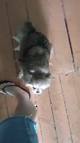 A blurry video shows a small, fluffy dog with brown and white fur on a wooden floor. The dog is moving around, and its tail is visible, appearing bushy. A person's foot wearing a flip-flop is visible in the bottom left and bottom right of the frame. The dog's head is turned towards the person. The floor appears worn and made of planks.