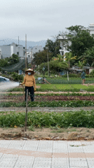 Morning life documented across Đà Nẵng: farming, commerce, construction
