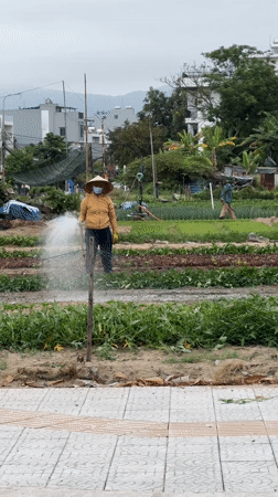 Morning life documented across Đà Nẵng: farming, commerce, construction