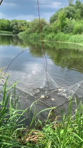 A fishing net is lowered into a body of water, likely a river, with lush green trees and vegetation on the banks. Several small fish are visible struggling within the net, creating splashes and ripples on the water's surface. The net is suspended by a red rope, which is attached to something above the frame. The sky is overcast.