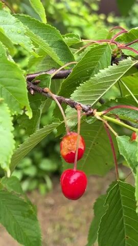 The image shows a close-up of a cherry tree branch with two cherries hanging from it. The upper cherry is partially eaten, revealing its orange flesh and a small bite mark. The lower cherry is whole and bright red. The cherries are attached to thin stems, which are connected to a dark brown branch. The background is filled with vibrant green leaves of the cherry tree, some of which have water droplets on them, suggesting it might have rained recently. The leaves are lush and have a serrated edge. The overall setting appears to be an outdoor environment, likely a garden or orchard, given the presence of fruit-bearing trees. The lighting suggests it could be daytime, possibly overcast or after rain, due to the soft light and water on the leaves. The image evokes a sense of nature, possibly a hint of the season when cherries ripen. No people are visible in the frame. There is no visible text in the image. The location is Steklyannyi, Russia.