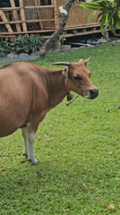 Morning scenes in Denpasar: cow, yoga, kites