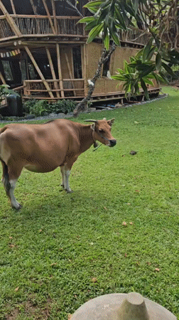 Morning scenes in Denpasar: cow, yoga, kites