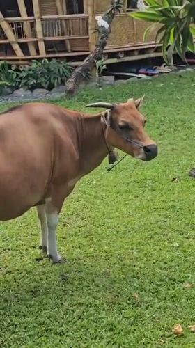 Morning scenes in Denpasar: cow, yoga, kites