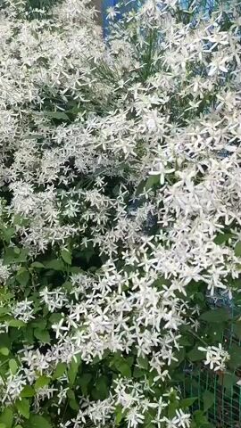 A video shows a dense cluster of white flowers with green leaves. The flowers are small and star-shaped, with five petals. They are growing on a vine that is supported by a fence. The background is blurry, but it appears to be a blue sky. The video is shaky and zooms in and out slightly.