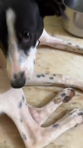 A close-up video shows a black and white dog lying down indoors on a tiled floor. The dog's head is turned towards the camera, and it appears to be looking directly at the lens. Its fur is short, and it has distinct black markings on its face, ears, and body. The dog is wearing a brown collar. The background is out of focus but suggests an indoor environment with some objects visible in the upper right corner. The lighting is adequate.