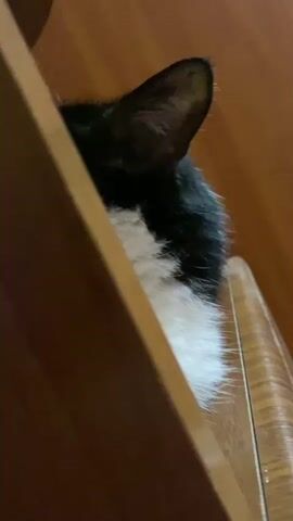 A close-up shot shows a black and white cat peeking out from behind a wooden surface. A finger reaches into the frame and touches the cat's paw. The cat then moves its paw and begins to gently bite the finger. The background is a blurry wooden surface.