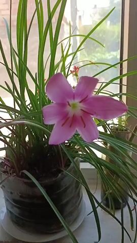 This is a close-up video of a potted pink flower with long green leaves. The flower is in full bloom and has six petals. The plant is sitting on a windowsill, and the background shows a blurred view of buildings and trees outside. The camera pans slowly across the plant, highlighting the delicate beauty of the flower.