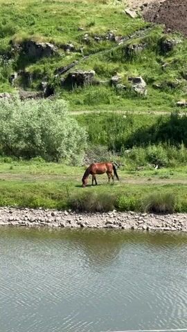 This video captures a serene pastoral scene in Vardablur, Armenia. The central subject is a lone brown horse grazing peacefully in a lush green field. The horse is positioned mid-frame, facing right and with its head down, engrossed in eating grass. The setting is a gentle slope leading down to a calm body of water, likely a river or lake, which occupies the lower third of the frame. The water's surface is textured with ripples, reflecting the surrounding greenery and the bright sky.

The field where the horse grazes is bordered by a rocky shore on the side closest to the water. Beyond the field, the landscape rises into a green hillside dotted with rocky outcrops and sparse vegetation, suggesting a natural, possibly rural or mountainous, environment. A cluster of light green trees or bushes is visible to the left of the horse, adding depth to the scene. In the background, on the hillside, there appear to be remnants of structures or man-made alterations to the land, adding a historical or archaeological element to the otherwise natural landscape.

A small white bird is perched on the grass to the right of the horse, a subtle detail that enhances the sense of peace and coexistence in nature. The lighting suggests it is daytime, with bright sunlight illuminating the scene and casting shadows, hinting at a clear or partly cloudy day. The overall mood conveyed is tranquil and idyllic, characteristic of a quiet moment in the Armenian countryside. There is no visible text in the video.