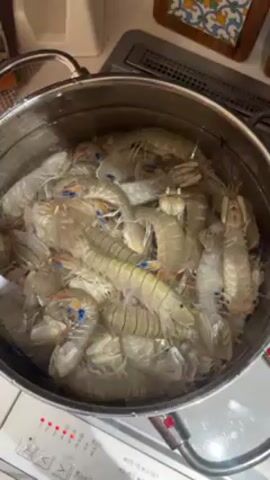 Here is a concise description of the video:

The video shows a pot of what appear to be mantis shrimp in water on a stovetop. There are many of the shrimp in the pot, filling most of the space. The camera zooms in to show the details of the shrimp. Finally, a person picks one up to examine it.