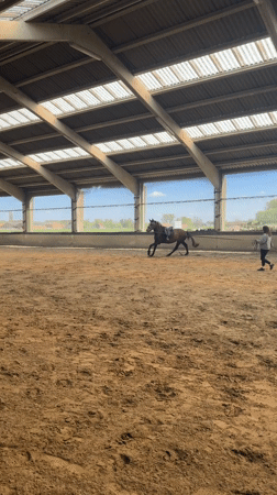 Horse training session captured at indoor arena in Belgium