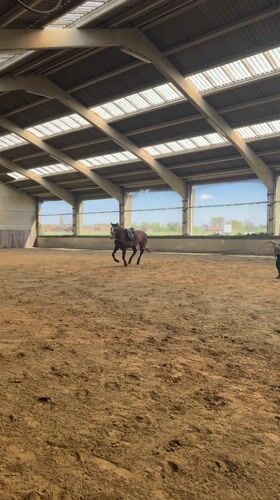 Horse training session captured at indoor arena in Belgium