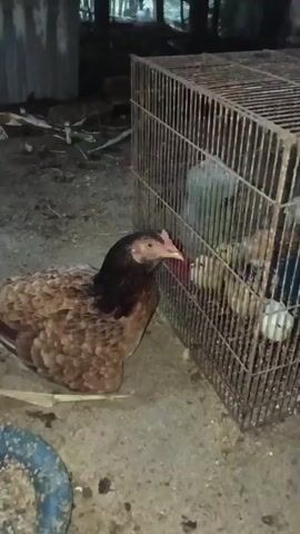 A hen is seen sitting outside a metal cage filled with chicks. The hen is brown and black, with a red comb. The chicks are yellow and white. The cage is made of metal bars and sits on the ground. The ground is dirt and debris. There is a blue dish in the foreground on the left. In the background, there is a blurry structure that appears to be a building or fence, with trees visible beyond it. The lighting is dim, suggesting it is nighttime or a shaded area.
