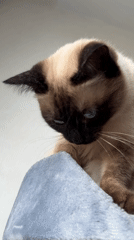 Siamese cat watches intently from perch amid paper scratching