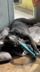 Gray pitbull enjoys quiet morning at Varna home