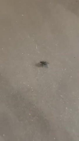 A short video displays a dark insect with visible legs and antennae moving across a gray, textured surface. The insect appears to be on the ground, possibly concrete or pavement. The camera is positioned above the insect, capturing its movement from various angles as it crawls. The lighting is dim, creating shadows around the insect. There are no other objects or people visible in the frame.