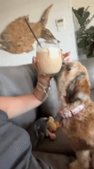 Woman shares sofa moment with curious dog in Bulli