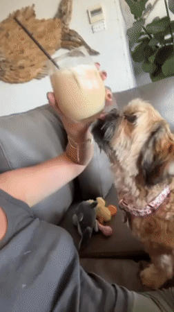 Woman shares sofa moment with curious dog in Bulli