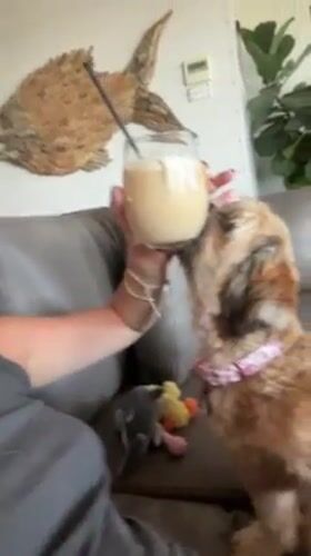 Woman shares sofa moment with curious dog in Bulli