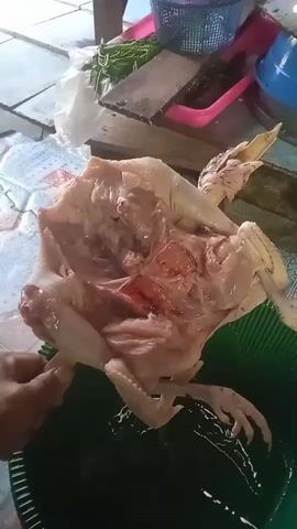 The video shows a person holding a partially butchered chicken over a green plastic basin. The chicken appears to have been eviscerated and is positioned with its cavity open, revealing the internal organs and red meat. The person's hand is visible, gripping the chicken's leg. In the background, there is a wooden surface with a pink plastic container, some green vegetables, and a blue bowl. The overall environment suggests a kitchen or food preparation area.