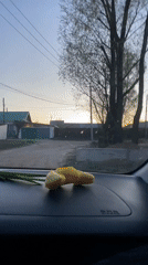 Yellow tulips on dashboard captured during rural drive in Russia