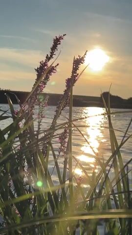 The video shows a close-up view of purple flowers and green grass in the foreground. The background features a body of water reflecting the setting sun, which is a bright yellow orb in the sky. The sky is a gradient of blue and orange. The water appears calm with ripples caused by the wind. The overall scene is serene and natural.